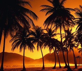 Palm Trees